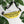 Load image into Gallery viewer, Jits Stuff (Banana) Fanny Pack