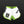 Load image into Gallery viewer, Philadelphia Phenoms Grappling Shorts- White and green
