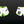 Load image into Gallery viewer, Philadelphia Phenoms Grappling Shorts- White and green

